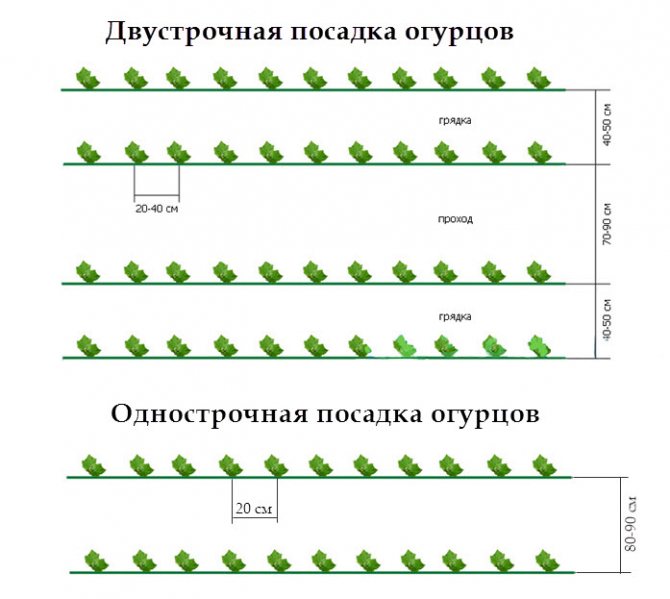 Вирощування огірків через розсаду: доступне навіть початківцям