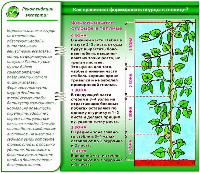 Вирощування огірків через розсаду: доступне навіть початківцям