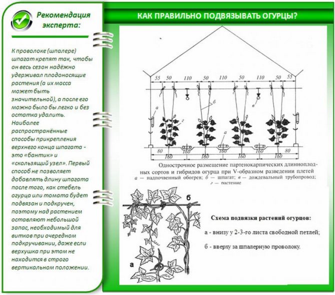 Вирощування огірків через розсаду: доступне навіть початківцям