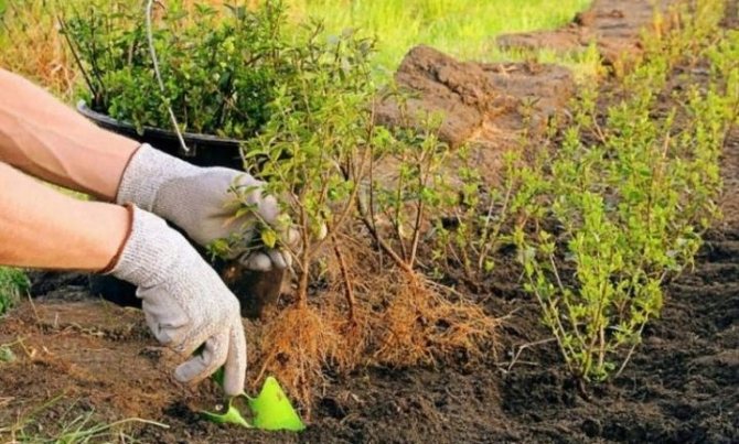 Посадка Дерена білого, догляд та розмноження чагарника