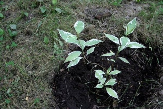 Посадка Дерена білого, догляд та розмноження чагарника