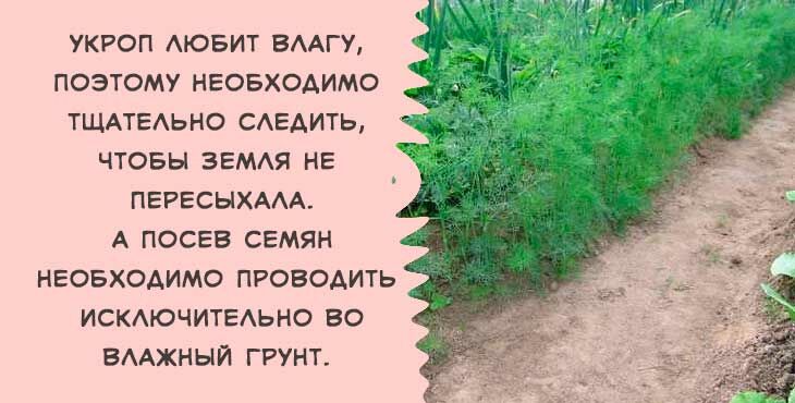 Коли і як правильно садити (сіяти) кріп, щоб отримати добрий урожай