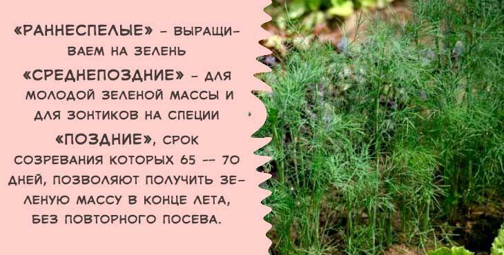 Коли і як правильно садити (сіяти) кріп, щоб отримати добрий урожай