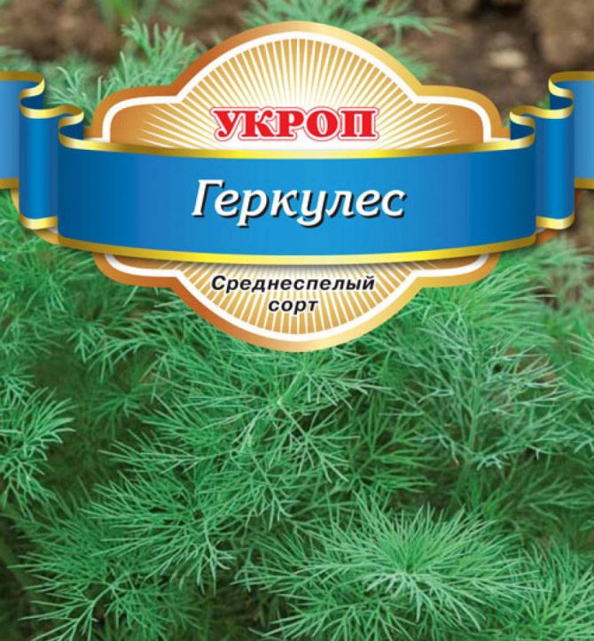 Коли і як правильно садити (сіяти) кріп, щоб отримати добрий урожай