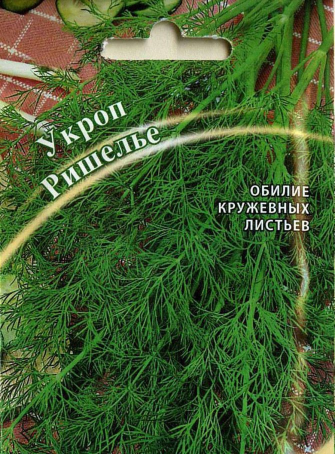 Коли і як правильно садити (сіяти) кріп, щоб отримати добрий урожай