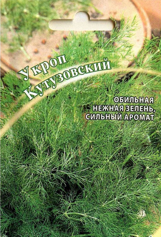 Коли і як правильно садити (сіяти) кріп, щоб отримати добрий урожай