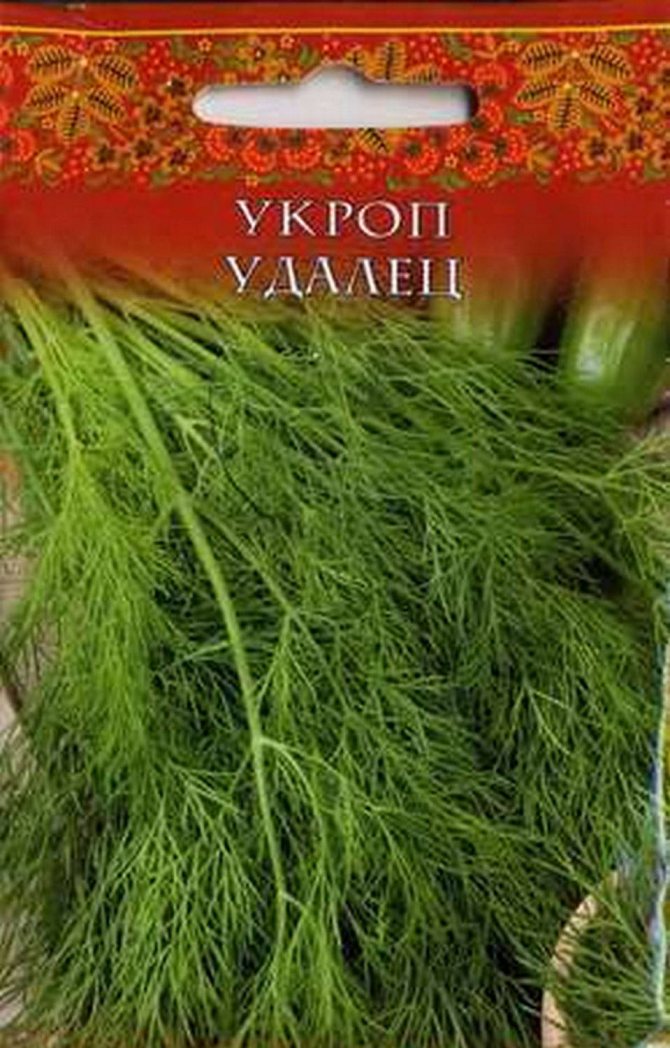 Коли і як правильно садити (сіяти) кріп, щоб отримати добрий урожай