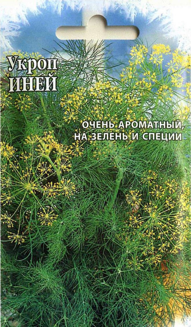 Коли і як правильно садити (сіяти) кріп, щоб отримати добрий урожай