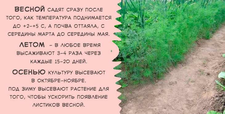 Коли і як правильно садити (сіяти) кріп, щоб отримати добрий урожай