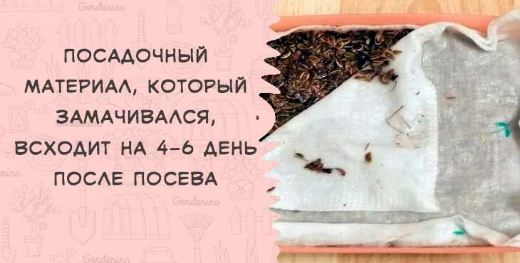 Коли і як правильно садити (сіяти) кріп, щоб отримати добрий урожай