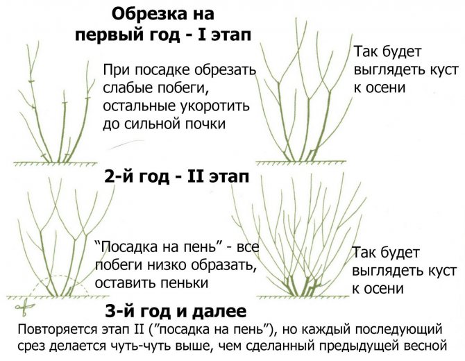 Як вирощувати декоративний барбарис: корисні поради щодо посадки та догляду