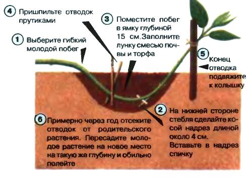 Як вирощувати декоративний барбарис: корисні поради щодо посадки та догляду