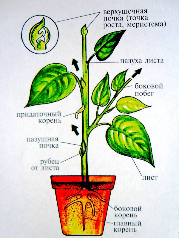 Цвітіння кімнатної глоксинії (синнінгії) і що робити після