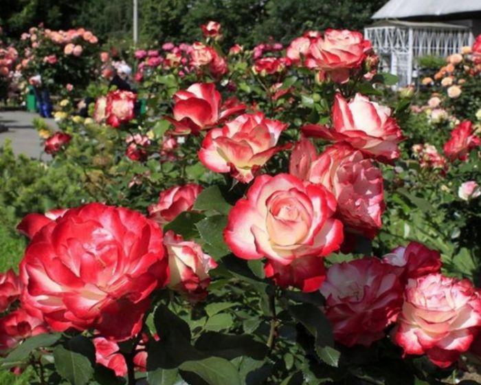 Королева квітів - чайна троянда. Опис і фото сортів, нюанси вирощування в домашніх умовах