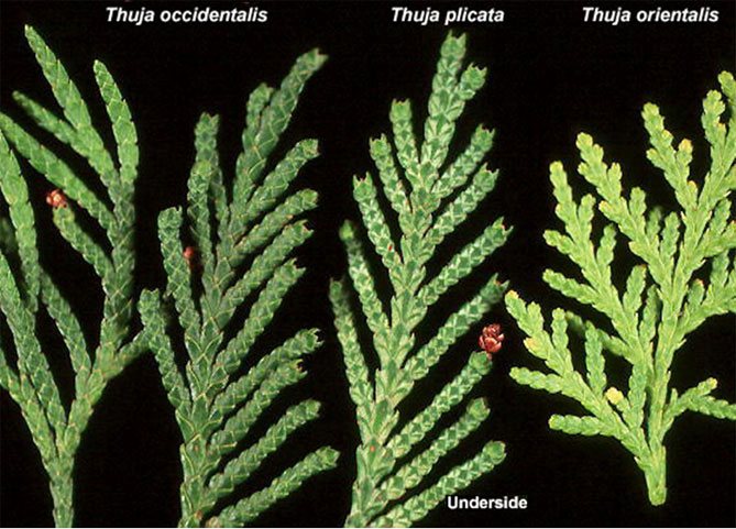 Туя західна: опис 14 морозостійких сортів, способи розмноження, вирощування і догляд (50 Фото & Відео) Відгуки
