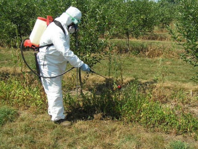 ТОП 10 кращих гербіцидів або коштів від бур'янів і трави